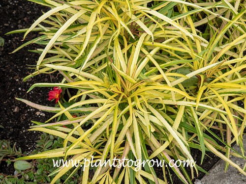 Osmoxylon lineare Golden Fingers